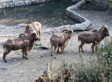 Bir grup dağ koyunu (argar) devasa, eğri boynuzlarıyla kayalık arazide bir su kütlesinin yanında yürürler. Vahşi yaşamı, eko-turizmi ve türleri koruma temalarını göstermek için.