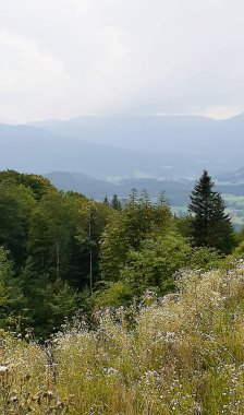 Yoğun sisin tepeleri kapladığı büyüleyici bir yaz manzarası gizemli ve rüya gibi bir atmosfer yaratıyor. Kozalaklı orman. Macera, meditasyon motifleri, ekoloji veya iç huzur için.