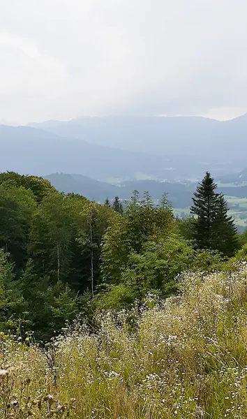Yoğun sisin tepeleri kapladığı büyüleyici bir yaz manzarası gizemli ve rüya gibi bir atmosfer yaratıyor. Kozalaklı orman. Macera, meditasyon motifleri, ekoloji veya iç huzur için.