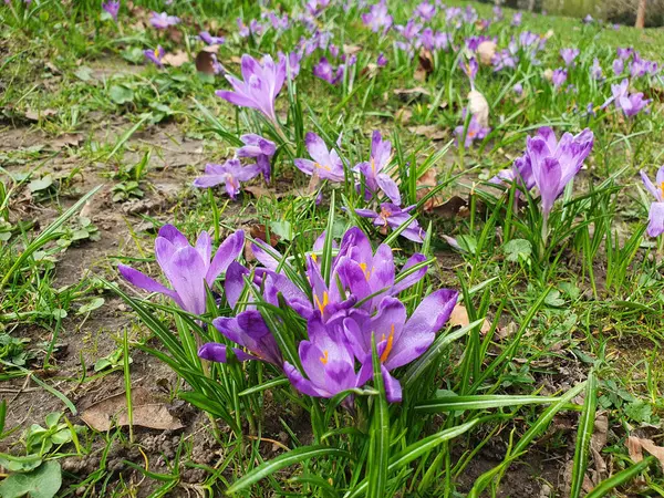 İlk ilkbahar timsahları, doğanın uyanışını sembolize ederek karların arasından kırılıyorlar. Narin mor, beyaz ve sarı çiçekler. Bahar tasarımları, çevre projeleri, kartpostallar için