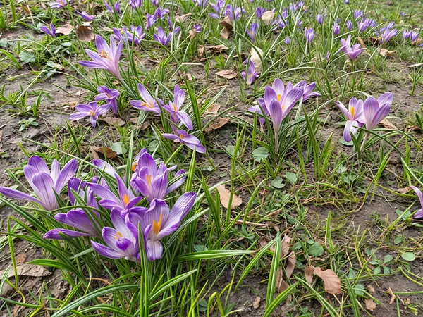 İlk ilkbahar timsahları, doğanın uyanışını sembolize ederek karların arasından kırılıyorlar. Narin mor, beyaz ve sarı çiçekler. Bahar tasarımları, çevre projeleri, kartpostallar için