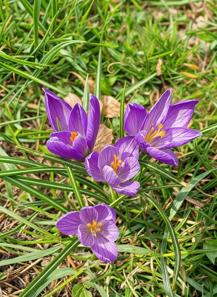 İlk ilkbahar timsahları, doğanın uyanışını sembolize ederek karların arasından kırılıyorlar. Narin mor, beyaz ve sarı çiçekler. Bahar tasarımları, çevre projeleri, kartpostallar için
