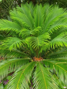 Palmiye ağacının yoğun yeşil yapraklı dokusu. Parlak yeşil yapraklı tropikal bitki örtüsünün detaylı görüntüleri orman atmosferi yaratıyor. Doğa, seyahat ve ekoloji temaları için.