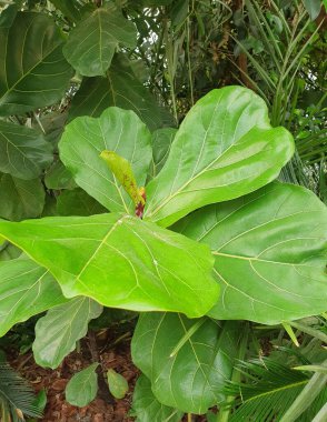 Palmiye ağacının yoğun yeşil yapraklı dokusu. Parlak yeşil yapraklı tropikal bitki örtüsünün detaylı görüntüleri orman atmosferi yaratıyor. Doğa, seyahat ve ekoloji temaları için.