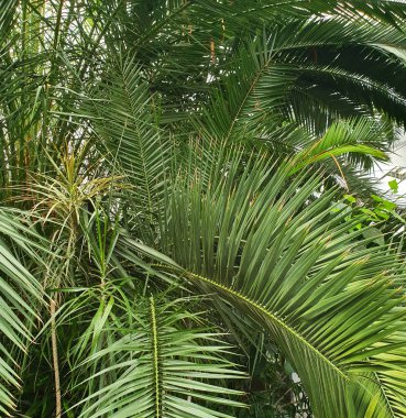 Palmiye ağacının yoğun yeşil yapraklı dokusu. Parlak yeşil yapraklı tropikal bitki örtüsünün detaylı görüntüleri orman atmosferi yaratıyor. Doğa, seyahat ve ekoloji temaları için.
