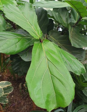 Palmiye ağacının yoğun yeşil yapraklı dokusu. Parlak yeşil yapraklı tropikal bitki örtüsünün detaylı görüntüleri orman atmosferi yaratıyor. Doğa, seyahat ve ekoloji temaları için.