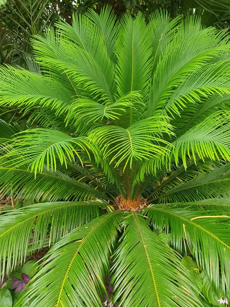 Palmiye ağacının yoğun yeşil yapraklı dokusu. Parlak yeşil yapraklı tropikal bitki örtüsünün detaylı görüntüleri orman atmosferi yaratıyor. Doğa, seyahat ve ekoloji temaları için.