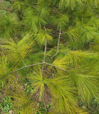 Çam iğnelerinden oluşan yoğun dalların doğal ve rahat arka planı orman tazeliği ve kış masalı ortamı yaratır. Yeşil kozalaklı dalların ahenkli birleşimi