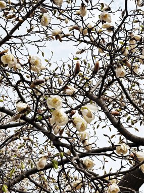 Manolya çiçekleri, beyaz, pembe ya da mor tonlardaki narin büyük çiçeklerin koyu dallarda açtığı yerdir. Yapraksız, balmumu yapraklı çiçekler. Bahar tasarımları, düğün davetiyeleri