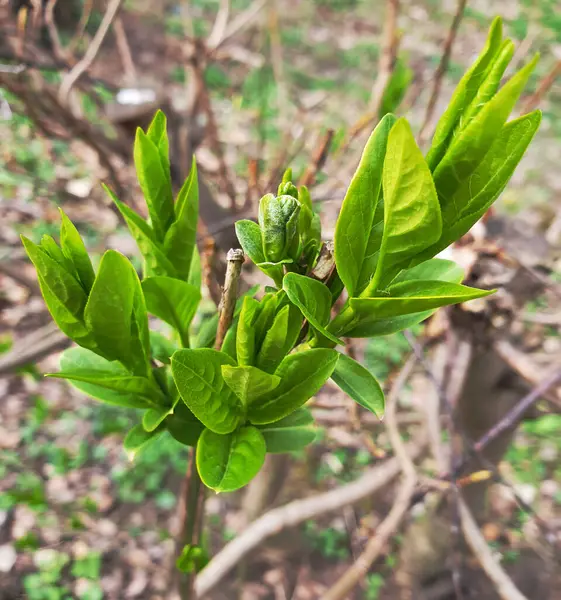 Doğanın uyanış anı, ilk açık yeşil yaprakların ağaçların dallarında belirdiği an. Genç yapraklar, hala kırılgan ve hayat dolu, ılık bahar güneşi tarafından aydınlatılır.