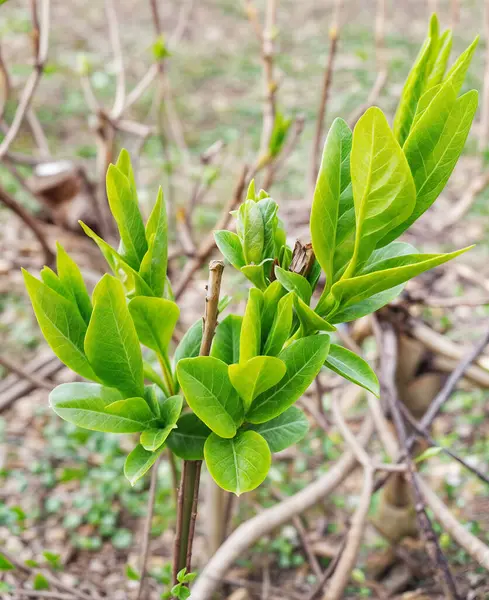 Doğanın uyanış anı, ilk açık yeşil yaprakların ağaçların dallarında belirdiği an. Genç yapraklar, hala kırılgan ve hayat dolu, ılık bahar güneşi tarafından aydınlatılır.