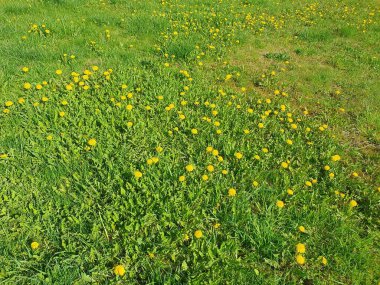 Bahar çayırları çeşitli otlarla doludur: parlak sarı karahindibalar, beyaz papatyalar ve kalın yeşil çimenler arasında narin mavi çiçekler. Ekoloji, doğa, botanik, kırsal yaşam temaları için