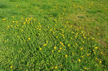 Bahar çayırları çeşitli otlarla doludur: parlak sarı karahindibalar, beyaz papatyalar ve kalın yeşil çimenler arasında narin mavi çiçekler. Ekoloji, doğa, botanik, kırsal yaşam temaları için