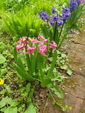 Doğulu sümbül en güzel bahar çiçeklerinden biridir. Yoğun sıralanmış çiçeklerle pembe, mavi tonlarda enfeksiyon. Bahar buketleri, bahçe tasarımı veya tatil dekorasyonu için.