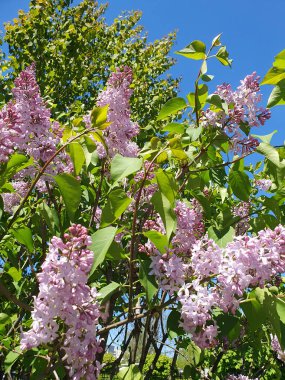 Narin açık mor leylak kümeleri muhteşem bir şekilde çiçek açarak havayı tatlı bir aromayla doldurur. Narin mor tonlu çiçekler büyülü bir bahar atmosferi yaratır.