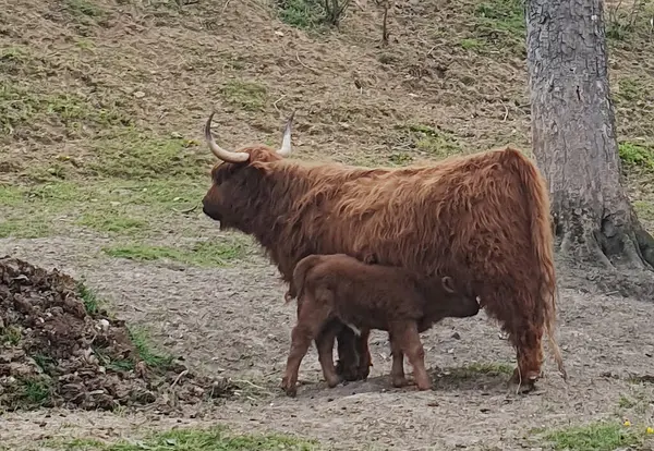 İskoçya ineği yavrusunu besliyor. Yavrusu yemek yerken tüylü kahverengi bir İskoç ineği sakince duruyor. Güçlü bir anne bakımı, kırsal yaşam ve geleneksel hayvancılık duygusu taşır..