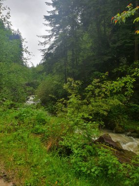 Yağmurdan sonra sık yeşil ormanın arasında sakin bir dağ nehri. Taze yapraklar, ıslak çimenler ve temiz su bir barış ve doğal uyum ortamı yaratır. Karpatya manzarası. Doğa, dinlenme, ekoloji için
