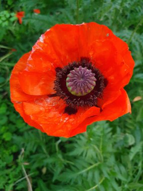 Dekoratif kırmızı haşhaş. Büyük, narin kağıt desenli taç yaprakları zarif bir şekilde açılır ve anterli siyah bir çekirdek ortaya çıkar. Yaz güzelliği kavramları, bahçe tasarımı, botanik temalar