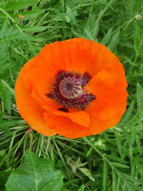 Dekoratif kırmızı haşhaş. Büyük, narin kağıt desenli taç yaprakları zarif bir şekilde açılır ve anterli siyah bir çekirdek ortaya çıkar. Yaz güzelliği kavramları, bahçe tasarımı, botanik temalar