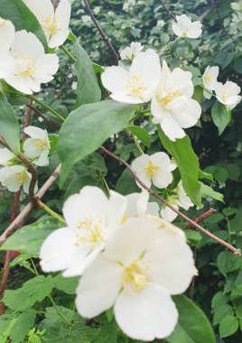 Yoğun yeşil yaprakların arasında narin beyaz yasemin çiçekleri açılır, havayı tatlı bir aromayla doldurur. İnce, zarif yaprakları olan her çiçek. Bahar güzelliği, bahçe terapisi, aromaterapi kavramları için.
