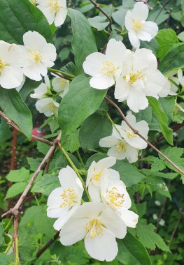 Yoğun yeşil yaprakların arasında narin beyaz yasemin çiçekleri açılır, havayı tatlı bir aromayla doldurur. İnce, zarif yaprakları olan her çiçek. Bahar güzelliği, bahçe terapisi, aromaterapi kavramları için.