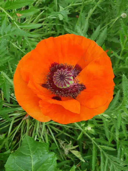 Dekoratif kırmızı haşhaş. Büyük, narin kağıt desenli taç yaprakları zarif bir şekilde açılır ve anterli siyah bir çekirdek ortaya çıkar. Yaz güzelliği kavramları, bahçe tasarımı, botanik temalar