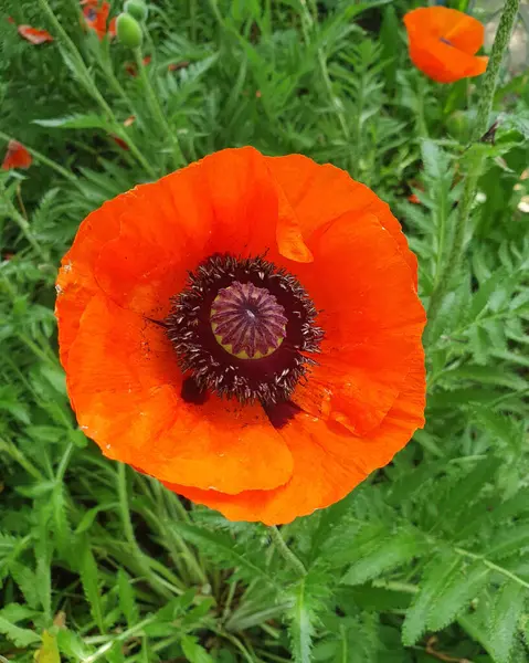 Dekoratif kırmızı haşhaş. Büyük, narin kağıt desenli taç yaprakları zarif bir şekilde açılır ve anterli siyah bir çekirdek ortaya çıkar. Yaz güzelliği kavramları, bahçe tasarımı, botanik temalar