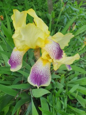 Zarif mor tonuna sahip zarif bir sarı iris renkli yapraklarını ortaya çıkararak çarpıcı bir renk kontrastı yaratır. Botanik fotoğrafçılık, bahçe tasarımı ve bahar motifleri için..
