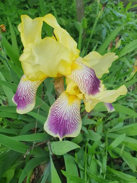 Zarif mor tonuna sahip zarif bir sarı iris renkli yapraklarını ortaya çıkararak çarpıcı bir renk kontrastı yaratır. Botanik fotoğrafçılık, bahçe tasarımı ve bahar motifleri için..