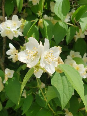 Yoğun yeşil yaprakların arasında narin beyaz yasemin çiçekleri açılır, havayı tatlı bir aromayla doldurur. İnce, zarif yaprakları olan her çiçek. Bahar güzelliği, bahçe terapisi, aromaterapi kavramları için.