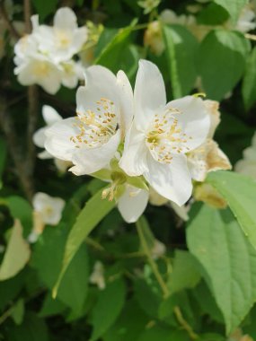 Yoğun yeşil yaprakların arasında narin beyaz yasemin çiçekleri açılır, havayı tatlı bir aromayla doldurur. İnce, zarif yaprakları olan her çiçek. Bahar güzelliği, bahçe terapisi, aromaterapi kavramları için.