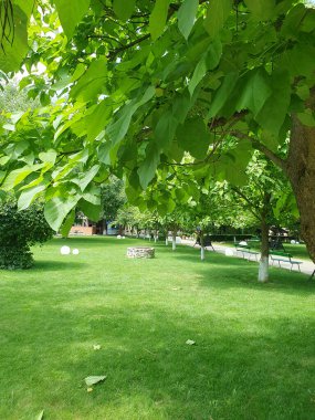 Yazın çimenlerle, ağaçlarla ve çalılarla dolu yeşil bir park. Arka planda tahta banklar ve gölgeli oturma alanları görülebilir. Hafif bulutlu gökyüzü