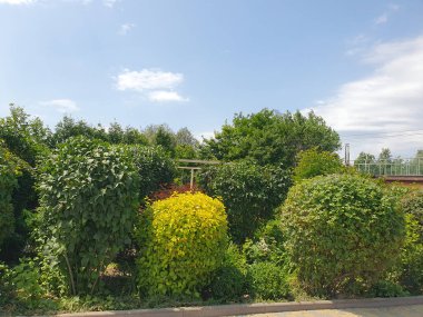Yeşil bir bahçede güneşli bir yaz günü, bakımlı çalılar, çiçek açan yaseminler ve kozalaklı ağaçlar. Mavi gökyüzü ve ışık bulutları bir barış ve uyum ortamı yaratır. Doğa eğlencesi.