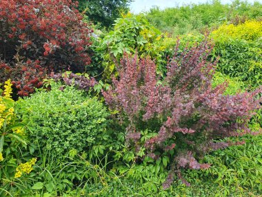 Yeşil bir bahçede güneşli bir yaz günü, bakımlı çalılar, çiçek açan yaseminler ve kozalaklı ağaçlar. Mavi gökyüzü ve ışık bulutları bir barış ve uyum ortamı yaratır. Doğa eğlencesi.