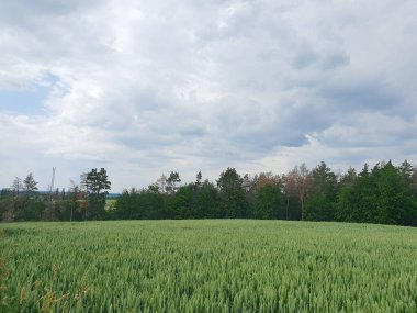 Gri bulutlu bir gökyüzünün altında sık bir ormanın arka planına karşı yeşil buğday tarlası. Kırsal alan doğurganlığı, barışı, doğal uyumu sembolize ediyor. Tarım, hasat, tarım sektörü, ekoloji temaları için