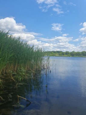 Açık mavi göl, sazlıklar ve kumlu kıyılar açık bir yaz gökyüzü altında yeşil ormanın arka planına karşı. Barışı, saflığı ve doğanın güzelliğini iletir. Açık hava eğlencesi, ekoloji, turizm temaları için