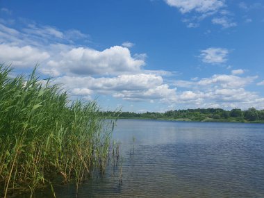 Açık mavi göl, sazlıklar ve kumlu kıyılar açık bir yaz gökyüzü altında yeşil ormanın arka planına karşı. Barışı, saflığı ve doğanın güzelliğini iletir. Açık hava eğlencesi, ekoloji, turizm temaları için