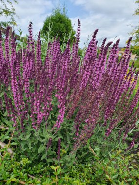 Yeşil bir bahçede güneşli bir yaz günü, bakımlı çalılar, çiçek açan yaseminler ve kozalaklı ağaçlar. Mavi gökyüzü ve ışık bulutları bir barış ve uyum ortamı yaratır. Doğa eğlencesi.