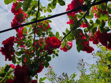 Lüks kırmızı güller aşkın, tutkunun ve zarafetin ebedi sembolüdür. Zengin yaprakları, narin aromaları. Romantik fotoğraf çekimleri, düğün dekorasyonları, estetik arka planlar ve botanik projeleri için