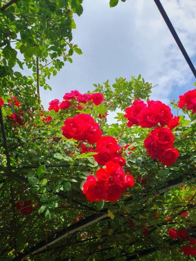 Lüks kırmızı güller aşkın, tutkunun ve zarafetin ebedi sembolüdür. Zengin yaprakları, narin aromaları. Romantik fotoğraf çekimleri, düğün dekorasyonları, estetik arka planlar ve botanik projeleri için