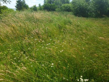 Ormanın yakınındaki güneşli bir çayırda yemyeşil çimenler hayat ve enerji dolu taze ve doğal bir manzara yaratır. Ekoloji kavramları, sağlıklı yaşam tarzı, açık hava eğlencesi veya rahat bir arka plan için