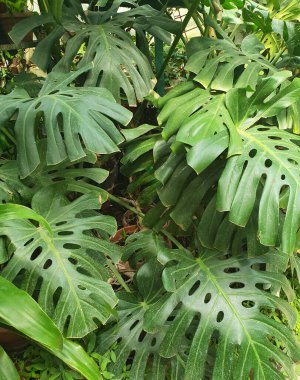 Büyük, parlak yapraklı, karakteristik kesikli tropik canavar bitkisi. Yeşil bir yaprağın yakın çekimi. Botanik, iç tasarım, orman, ev bitkileri ve doğa estetiğiyle ilgili konular için.