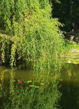 Ağlayan büyük bir söğüt ağacı bir göletin sakin su yüzeyine dayanır. Ağacın yeşil yaprakları suya yansıyarak pitoresk bir yaz manzarası yaratıyor. Parktaki ya da bahçedeki doğal bir cennet.