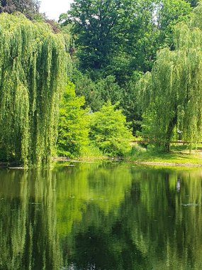 Ağlayan büyük bir söğüt ağacı bir göletin sakin su yüzeyine dayanır. Ağacın yeşil yaprakları suya yansıyarak pitoresk bir yaz manzarası yaratıyor. Parktaki ya da bahçedeki doğal bir cennet.