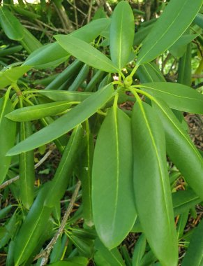 Yeşil rhododendron yapraklarını yaz bahçesinde yaklaş. Sulu parlak yapraklar güneşte parlayarak yeşil tonlarda dokulu bir arka plan oluşturur..