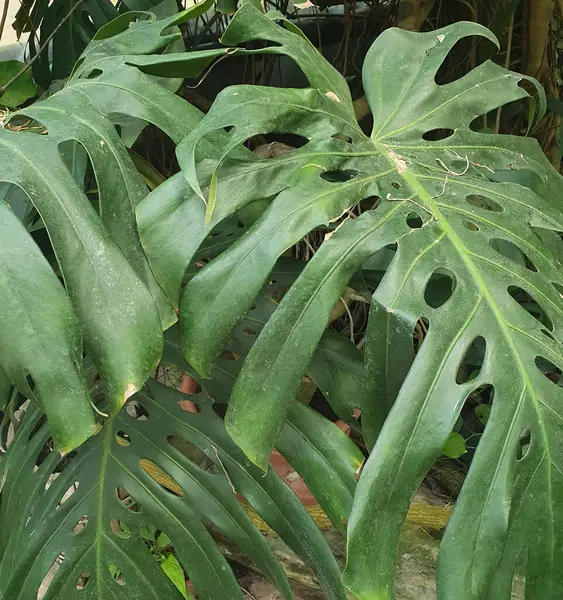 Büyük, parlak yapraklı, karakteristik kesikli tropik canavar bitkisi. Yeşil bir yaprağın yakın çekimi. Botanik, iç tasarım, orman, ev bitkileri ve doğa estetiğiyle ilgili konular için.
