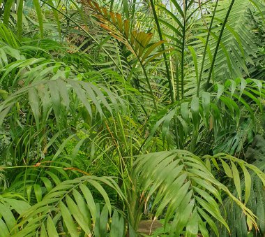 Eğreltiotu güneşli bir yaz gününde açık bir tencerede yetişir. Karakteristik bir açılış dokusuna sahip parlak yeşil yapraklar güneş ışınlarıyla güzelce aydınlatılır. Yaz mevsiminde ev ve bahçe bitkileri