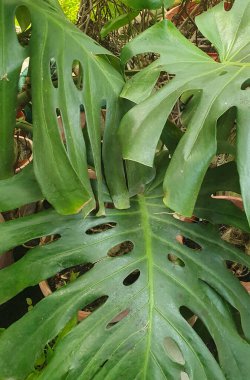 Büyük, parlak yapraklı, karakteristik kesikli tropik canavar bitkisi. Yeşil bir yaprağın yakın çekimi. Botanik, iç tasarım, orman, ev bitkileri ve doğa estetiğiyle ilgili konular için.