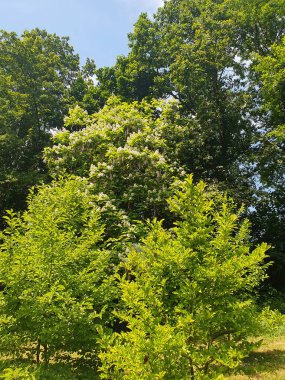 Güneşli bir yaz gününde parkta çiçek açan bir ağaç. Büyük yeşil yapraklar ve parlak bir gökyüzü ve yaz manzarasının arka planına karşı karakteristik yuvarlak cilt bakımı. Doğal güzellik.