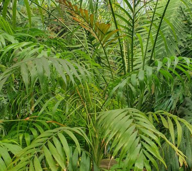 Eğreltiotu güneşli bir yaz gününde açık bir tencerede yetişir. Karakteristik bir açık dokuya sahip parlak yeşil yapraklar güneş ışınlarıyla güzelce aydınlatılır. Yaz mevsiminde ev ve bahçe bitkileri